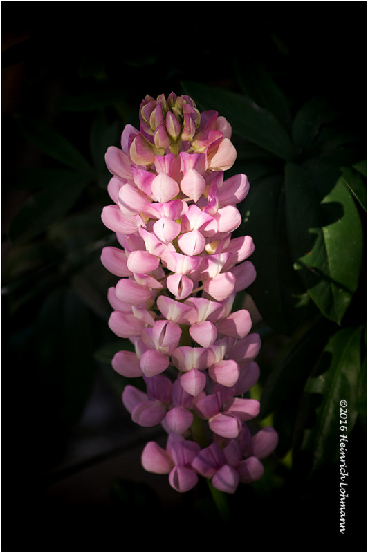 K3E3343-Lupine.jpg
