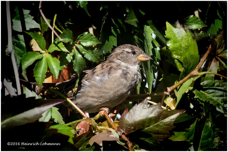 K3E3967-House Sparrow-female.jpg