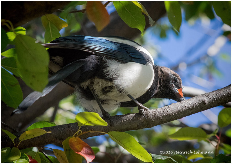 K3E3989-Black-billed Magpie.jpg