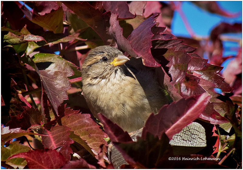 K3E4028-House Sparrow-female.jpg