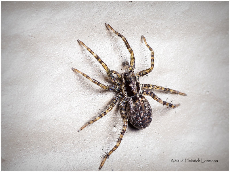 K314895-Spider.jpg