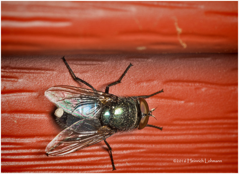 K314888-Fly.jpg