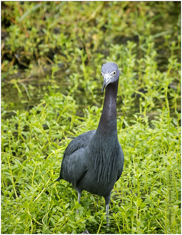 K_S0353-Little Blue Heron.jpg