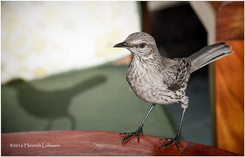 KS21506-Bahama Mockingbird.jpg
