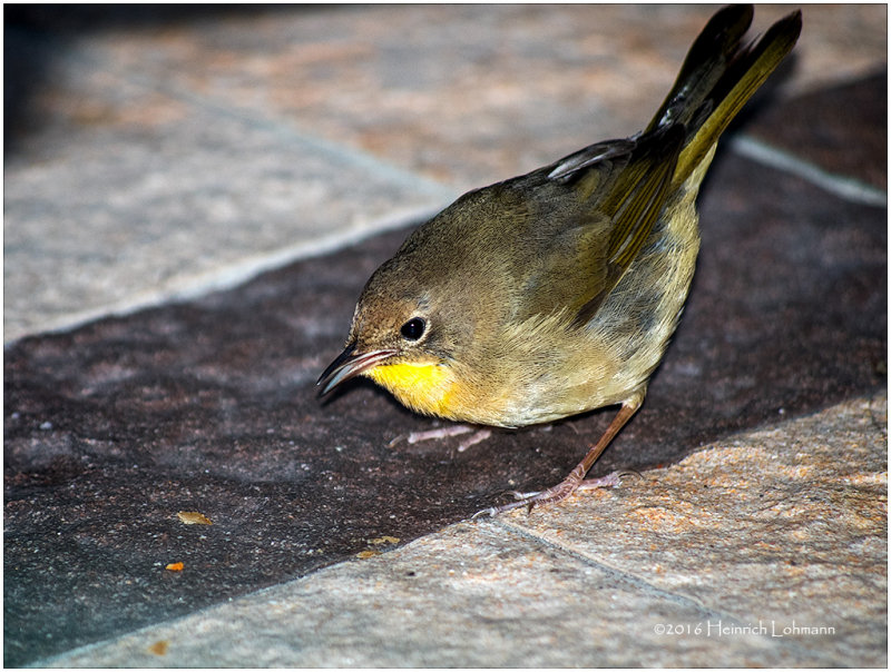 KS21039-Common Yellowthroat.jpg