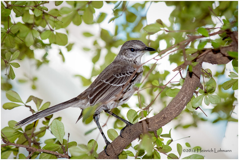 KS21536-Bahama Mockingbird.jpg