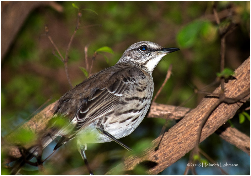 KS23387-Bahama Mockingbird.jpg