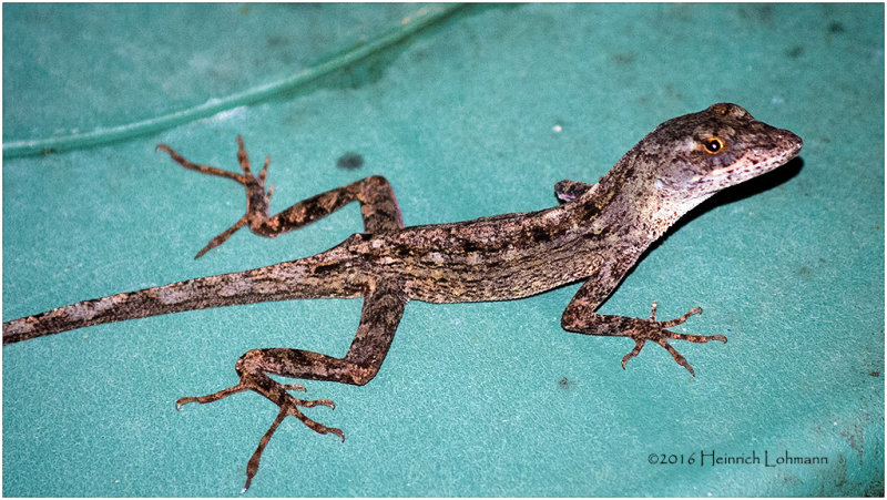 KS21673-gecko .jpg