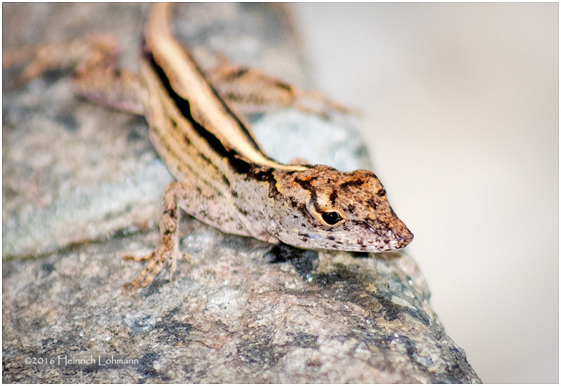 KS22223-gecko .jpg