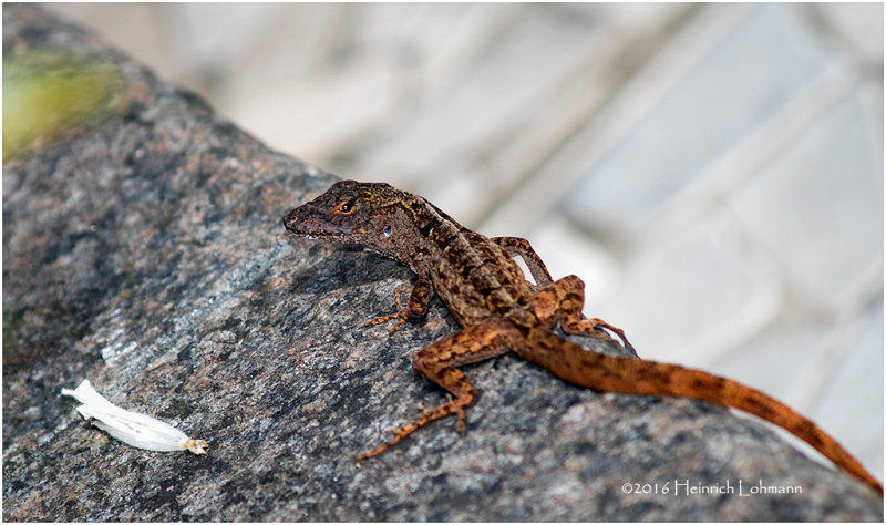 KS23402-gecko .jpg