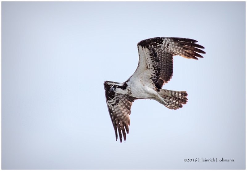 K_S0386-Osprey.jpg