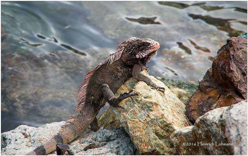 KS20901-Iguana.jpg