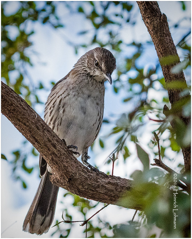 KS20987-Bahama Mockingbird.jpg