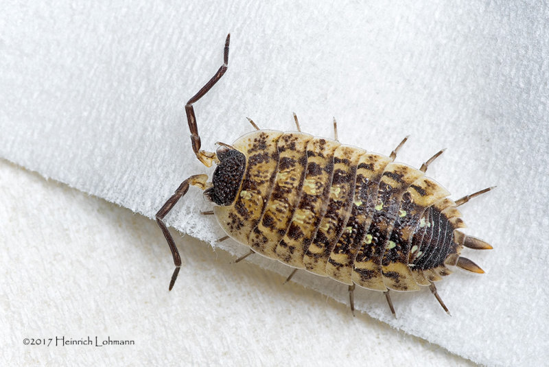 K314992-sowbug.jpg