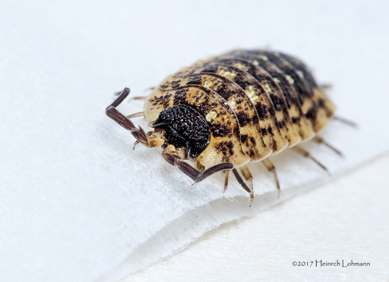 K314995-sowbug.jpg