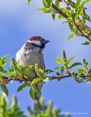 K5G9211-House Sparrow (male).jpg