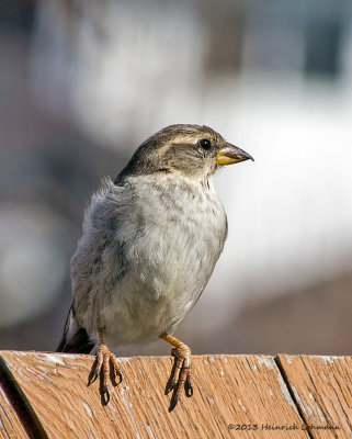 K5G9255-House Sparrow (female).jpg