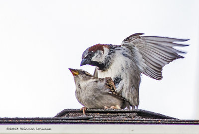 K5G9281-House Sparrows mating.jpg