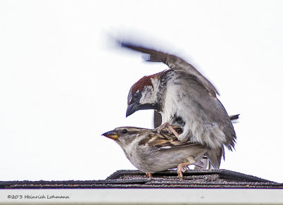 K5G9293-House Sparrows mating.jpg