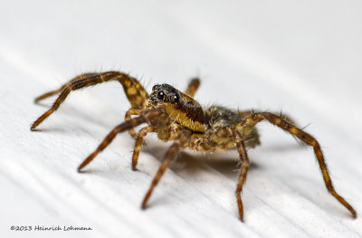 K5G9316-Unidentified tiny spider.jpg