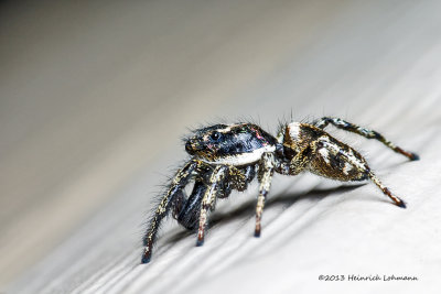 K5G9426-Unidentified jumping spider.jpg