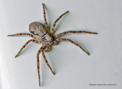 K5G9439-Selenopid Crab Spider.jpg