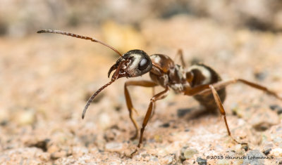 K5G9475-Little brown Ant.jpg