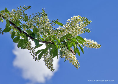 K5G9530-Mayday Tree Blossums.jpg