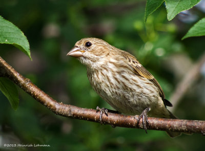 K5H4904-House Finch female.jpg