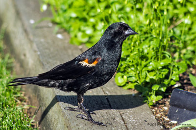 K5H5346-Red-winged Blackbird male.jpg