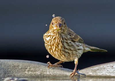 K5H5538-House Finch female.jpg