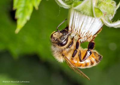 K5H5685-Honey Bee.jpg