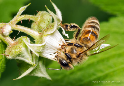 K5H5694-Honey Bee.jpg