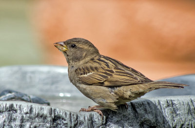 K5H5756-House Sparrow (female).jpg