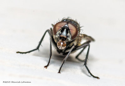 K5H5899.-Unidentified real tiny fly.jpg