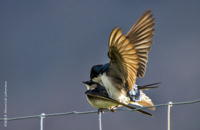 K5H1665-Tree Swallows mating.jpg