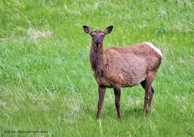 K5H0467-Elk Cow.jpg