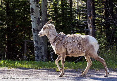 K5H1141-Mountain Sheep.jpg