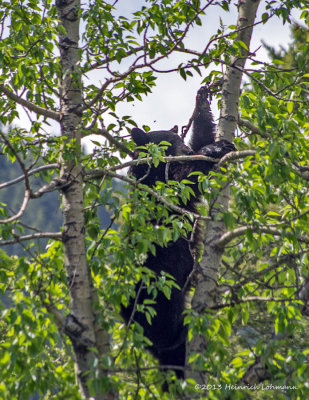 K5H4163-Black Bear in tree.jpg