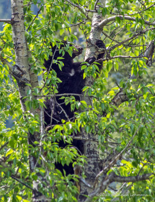 K5H4166-Black Bear in Tree.jpg