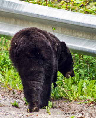 K5H4194-Black Bear Cub.jpg