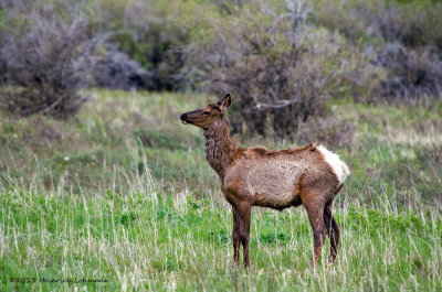 K5H0547-Elk.jpg