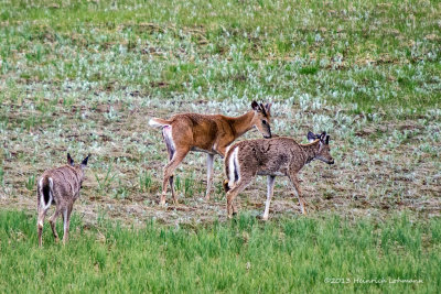 K5H0511-White-tailed Deer.jpg