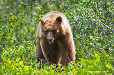 K5H2740-Grizzly Bear.jpg