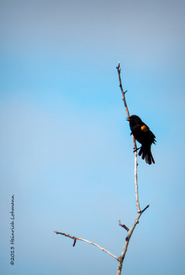 IGP1175-Red-winged Blackbird.jpg