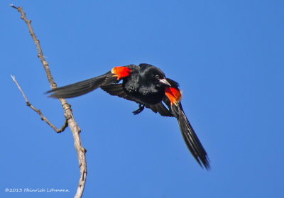 K5H0588-Red-winged Blackbird male.jpg