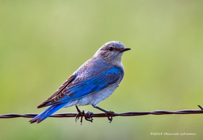 K5H0954-Mountain Bluebird male.jpg