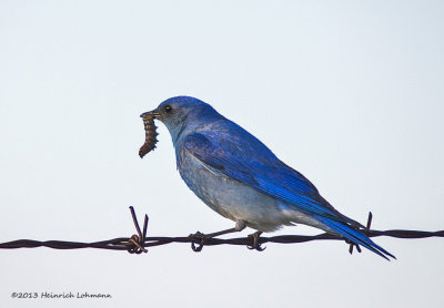 K5H1013-Mountain Bluebird male.jpg