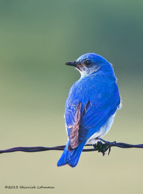 K5H1027-Mountain Bluebird male.jpg