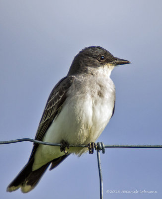 K5H1523-Eastern Kingbird.jpg